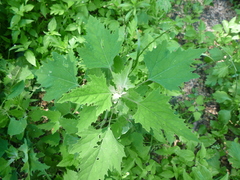 Chenopodium suecicum