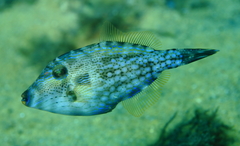 Rough Leatherjacket photo 4