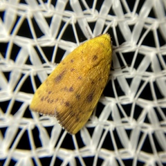 Earias luteolaria