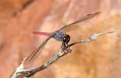 Orthetrum migratum