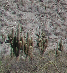 Trichocereus atacamensis