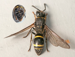 Ancistrocerus scoticus