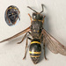 Ancistrocerus scoticus - Photo (c) Pentti Ketola, some rights reserved (CC BY-NC), uploaded by Pentti Ketola