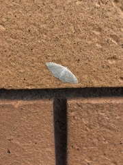 Poecilasthena pulchraria