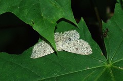 Cyclophora pendularia