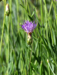 Psephellus trinervius