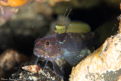 Vanneaugobius canariensis