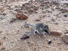 Sminthopsis crassicaudata