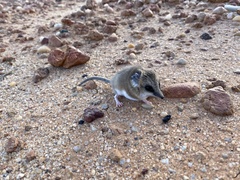 Sminthopsis crassicaudata