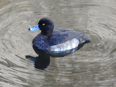 Aythya fuligula