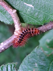 Drilini