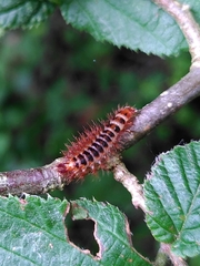 Drilini