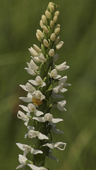 Platanthera dilatata leucostachys