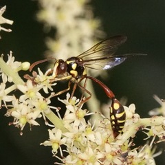 Eustenogaster micans
