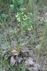 Euphorbia microcarpa
