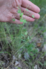 Euphorbia microcarpa
