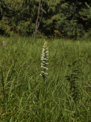 Platanthera dilatata leucostachys