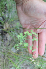 Euphorbia microcarpa