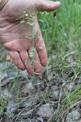 Euphorbia microcarpa