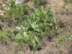 Opuntia anahuacensis