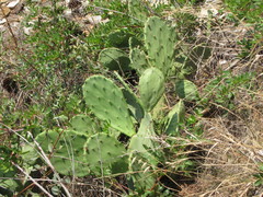Opuntia anahuacensis