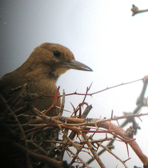 Pseudoseisura gutturalis