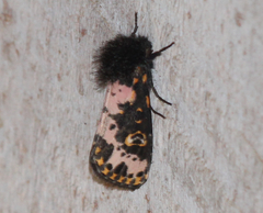 Xanthopastis regnatrix