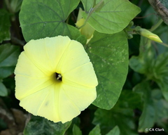 Ipomoea ochracea