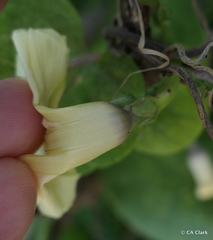 Ipomoea ochracea