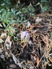 Linaria verticillata