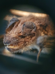 Pipistrellus kuhlii