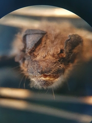 Pipistrellus kuhlii