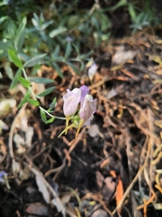 Linaria verticillata