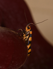 Tanyzancla argutella