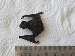 Pipistrellus kuhlii