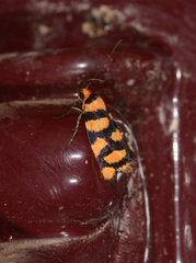 Tanyzancla argutella