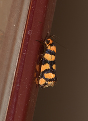 Tanyzancla argutella
