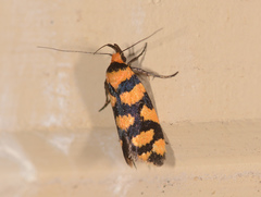Tanyzancla argutella