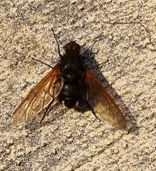 Satyramoeba hetrusca