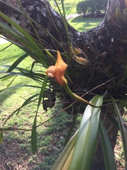 Maxillaria egertoniana