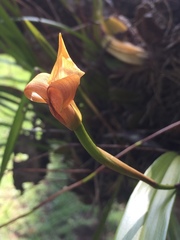 Maxillaria egertoniana