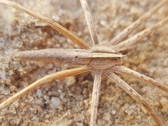 Chiasmopes lineatus