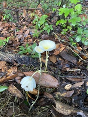 Leucocoprinus fragilissimus image