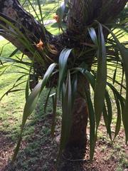 Maxillaria egertoniana