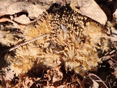 Platanaceae