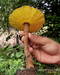 Cristataspora flavipora