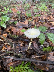 Leucocoprinus fragilissimus image