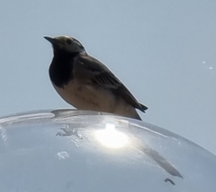 Motacilla alba