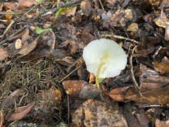 Leucocoprinus fragilissimus image