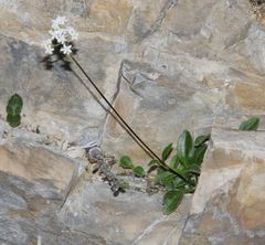 Valeriana saxatilis